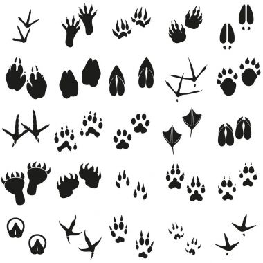 Siluetleri hayvan kuşlar ve memeliler ayak izleri vektör Icons set.
