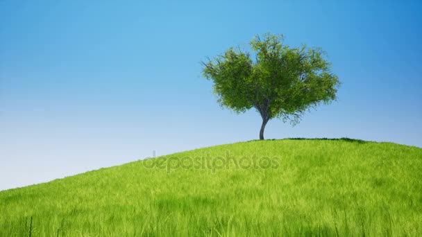 Дерево на поле зеленая трава . — стоковое видео