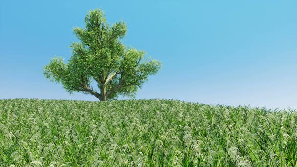 Caducidad de tiempo de árbol único con animación de viento . — Vídeos de Stock