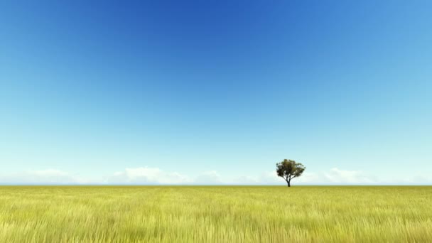 在一片草地上单人秋天一棵树 — 图库视频影像