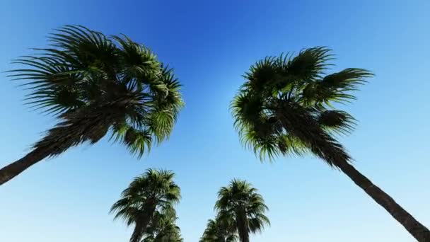 Flytta upp på kokospalm på blå himmel — Stockvideo