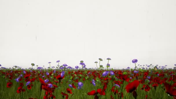 Fält av blommor med regn — Stockvideo