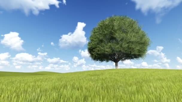 FullHD Árbol en una colina verde en avión de pista — Vídeos de Stock