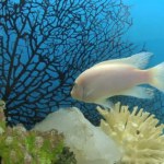 Aquarienfische auf sauberem, blauem Wasser