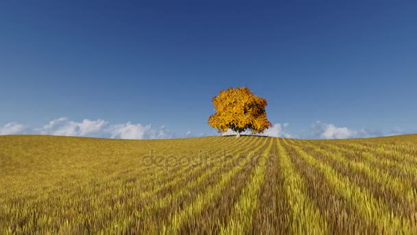 Un árbol de otoño en el campo amarillo — Vídeos de Stock