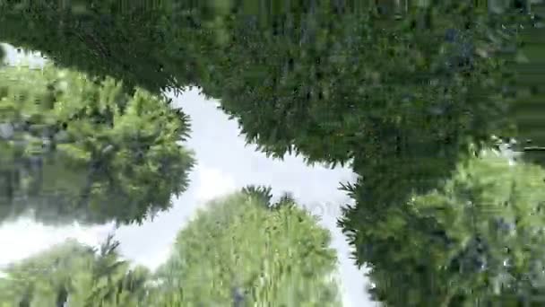 항공: 안개 겨울 숲 — 비디오