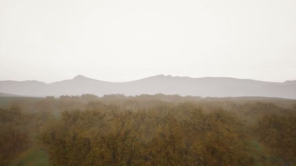 Flygfoto. Hösten skogen och dimmigt — Gratis stockvideo