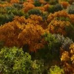 空中を見る秋の森の風景