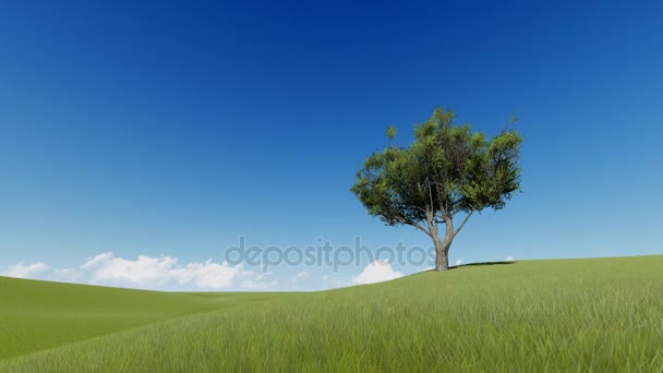 Одинокое дерево на летнем лугу — стоковое видео