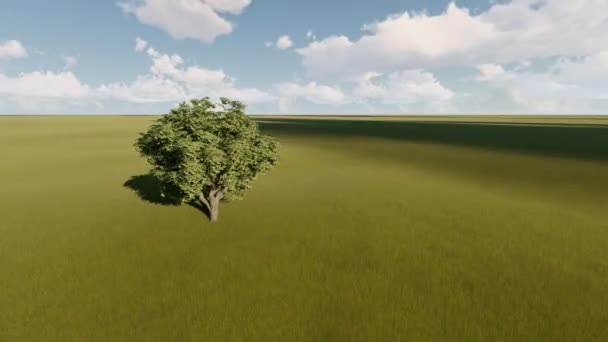 Single tree on a summer meadow — Stock Video
