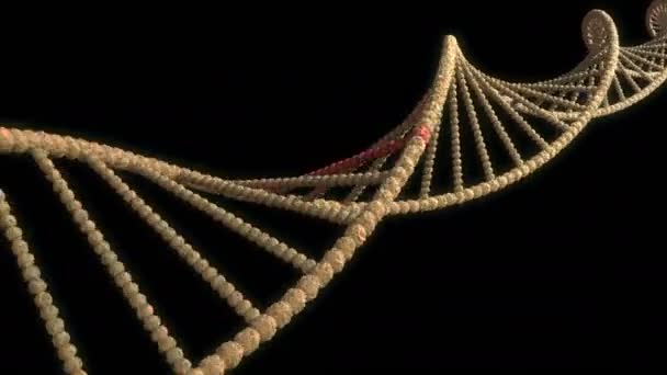 ADN avec des dommages capables de boucler 