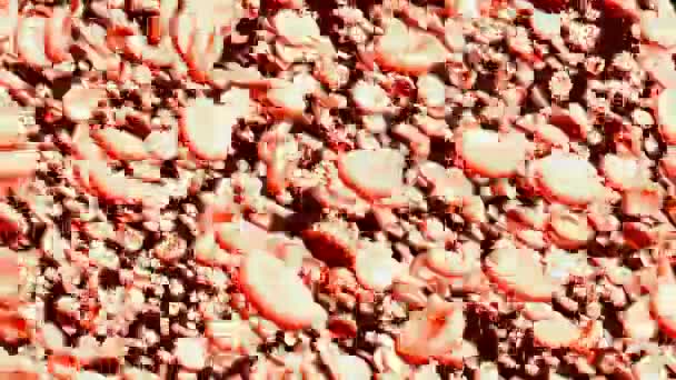 Eritrocitos de sangre capaces de bucle — Vídeos de Stock
