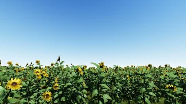 Gebied van bloeiende zonnebloemen — Stockvideo