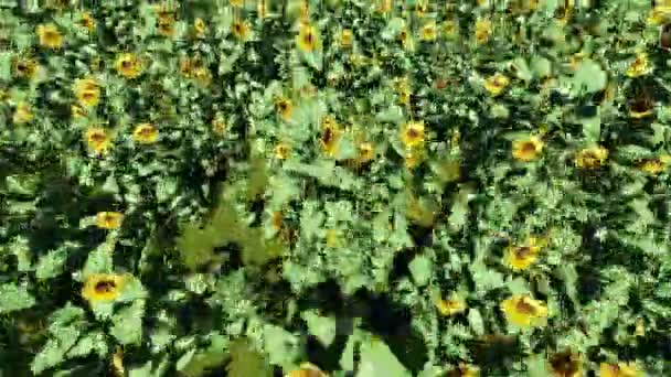 Campo di girasoli fioriti — Video Stock