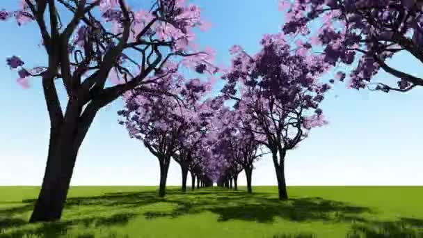 석양 핑크 나무 — 비디오