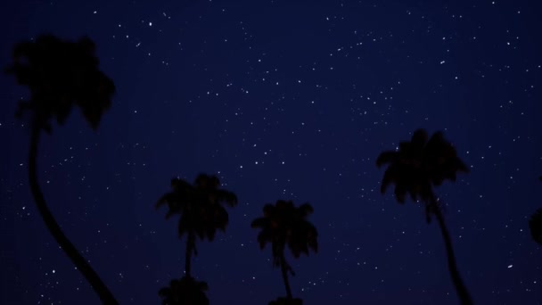 Cielo con estrellas y palmeras de bajo ángulo 3d metraje — Vídeos de Stock
