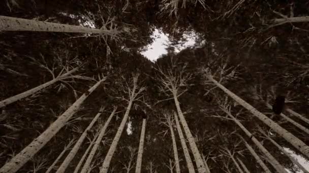 Automne. Les feuilles tombent des arbres. Allée. Vue d'en bas. goutte d'eau de pluie . — Vidéo gratuite