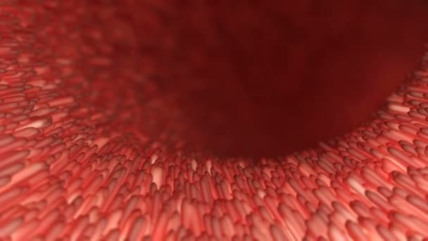 Realistische rode villi in de darmen onder de microscoop. Intestine voering. Microscopische villi en capillair. 3d met zieke darm voor conceptontwerp. Maagdarmstelselziekte. — Stockvideo