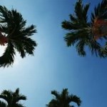 Avenue of palms on blue background. Blue sky background. Travel background.