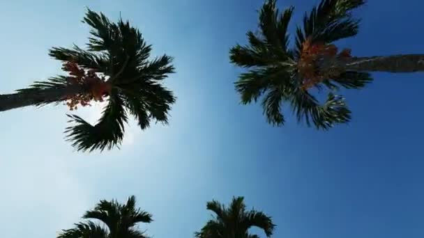 Avenida de palmeras sobre fondo azul. Fondo cielo azul. Fondo de viaje . — Video de stock gratis