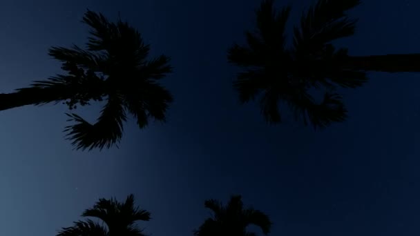 Palm Alley. Green backdrop. Romantic vacation. Vacation, summer. Exotic beach background. Christmas tree. Night colorful landscape. Summer color. Night sky nature summer landscape. Palm trees. — Stockvideo