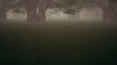 Karanlık Orman Ormanı doğasında yağmur. Kırsal manzara.