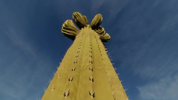 Een cactus. Modeillustratie. Concept kunst. Een cactusbloem. 3D-landschap. Woestijn bloemen achtergrond. Mexicaanse woestijn. Minimaal abstract. — Stockvideo