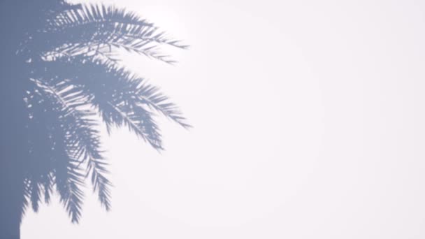 Shadow palm tree Summer tropical leaf. Beautiful light. View scene. Copyspace — Stock Video