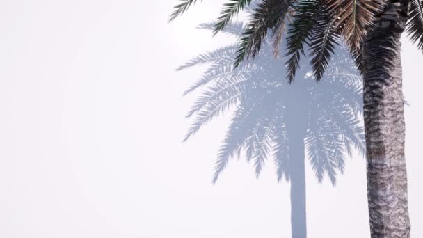Modèle abstrait avec feuille de palmier d'ombre verte. Scène de fond vide. Feuille tropicale estivale . — Video