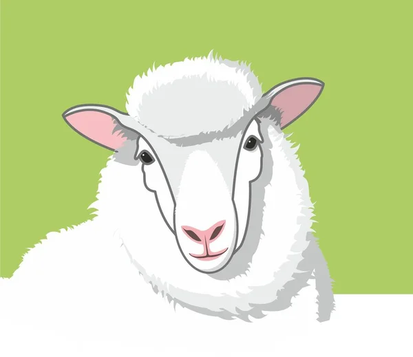 White Fluffy Sheep Pink Ears Green Background Vector Lamb — Stock Vector