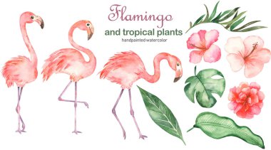 Flamingo ve tropikal bitkilerle suluboya seti