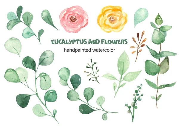 Conjunto de aquarela com folhas de eucalipto e flores — Fotografia de Stock
