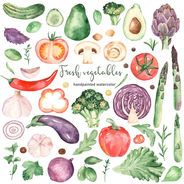 Clipart akwarela ze świeżymi warzywami i ziołami — Zdjęcie stockowe