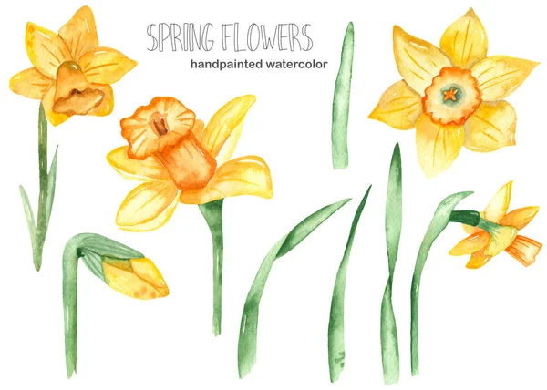 Wiosenny Żonkil Kwiaty Liście Zestaw Akwareli Projektu Weselnego — Zdjęcie stockowe
