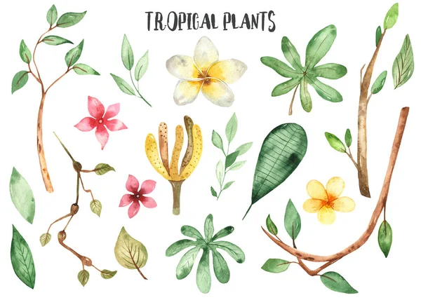 Plantas Tropicais Flores Ramos Folhas Clipart Aquarela — Fotografia de Stock