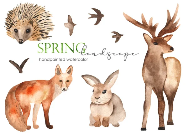 Animais Floresta Raposa Ouriço Veado Lebre Clipart Pintado Mão Aquarela — Fotografia de Stock