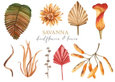 Kurumuş çiçekler, zambaklar, palmiye yaprakları, kuru otlar. Savana ile suluboya seti