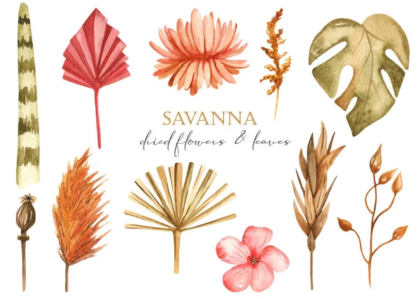Dried flowers, monster, pampas, stems, leaves. Watercolor set with savannah