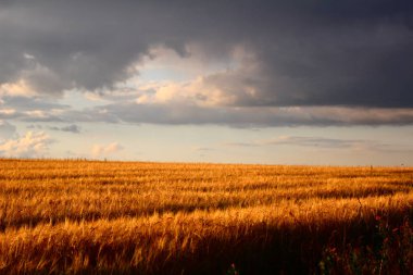 Sarı buğday tarlası.