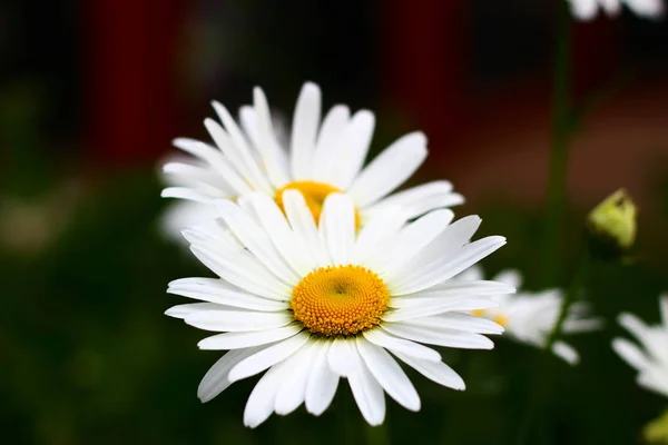Yazın parlak papatya çiçekleri.