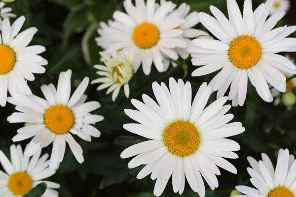 Yazın parlak papatya çiçekleri.