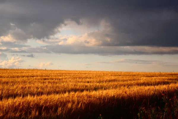 Sarı buğday tarlası.