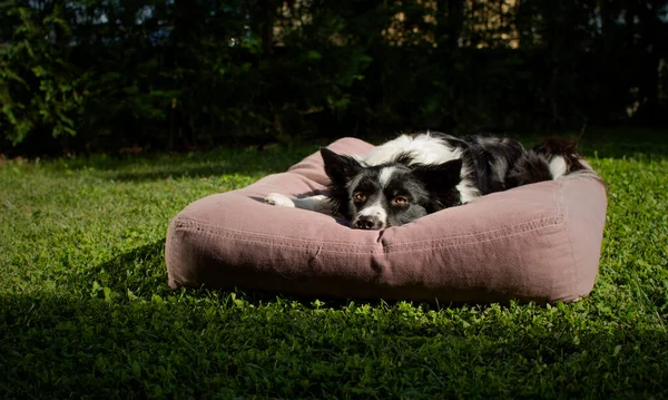 Een Prachtige Border Collie Puppy Verveeld Het Kussen Tuin Omdat — Stockfoto