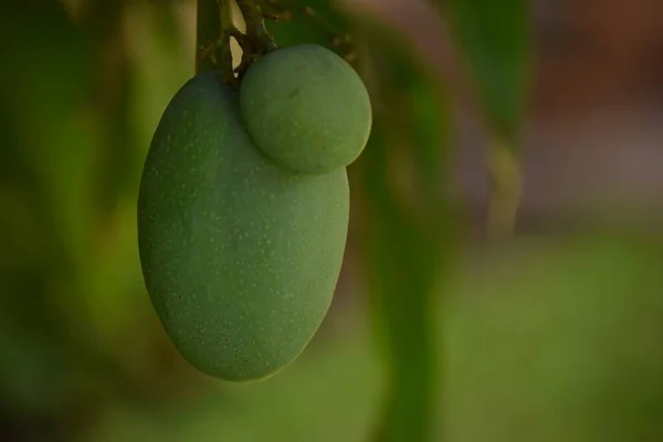 Green mango on tree — Stock Photo, Image