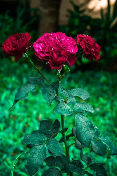 Red Roses Garden Rainy Day — Stock Photo, Image