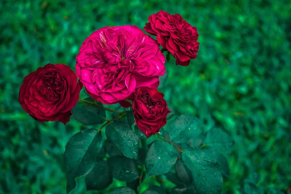 Red Roses Garden Rainy Day — Stock Photo, Image