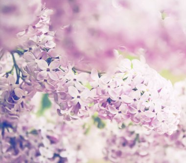 Çiçek açan pembe leylak çiçekleri, bahar doğası.