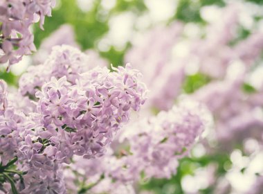 Çiçekli pembe leylak çiçekleri. Kapalı, bahar doğası arka planı., 