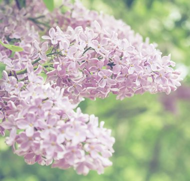 Çiçekli pembe leylak çiçekleri. Kapalı, bahar doğası arka planı., 