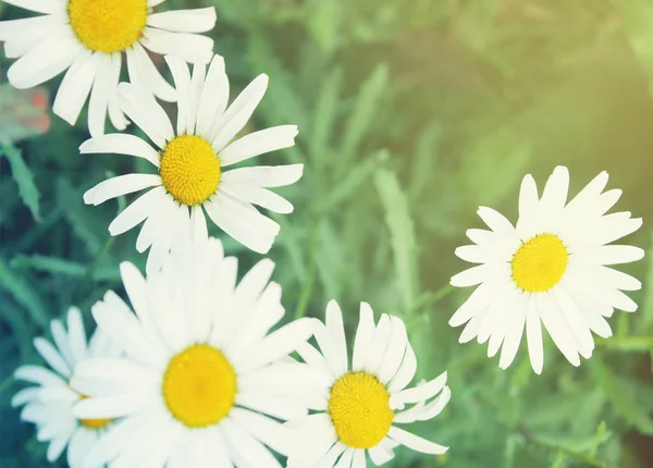 Camomiles op het veld — Stockfoto